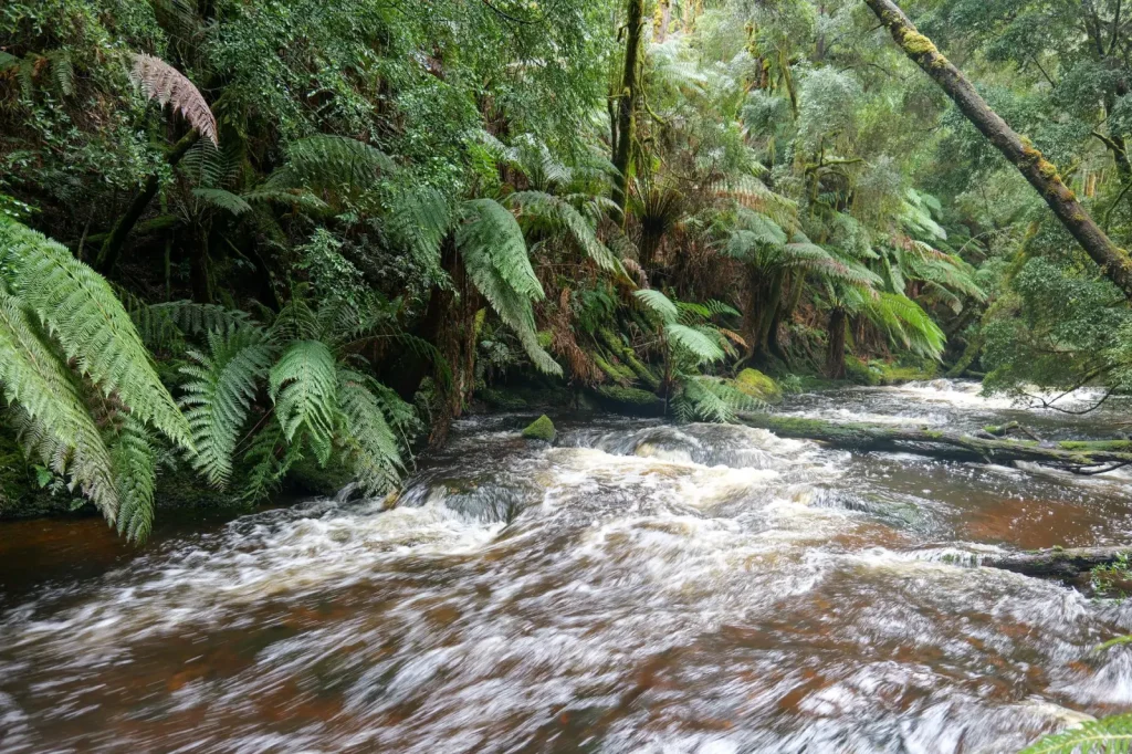 Eastern Australian Rainforest Mammals: What You'll Actually Encounter