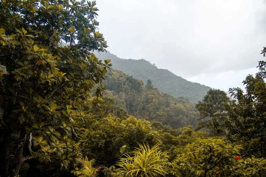 Where Rainforest Mist Actually Forms and Why