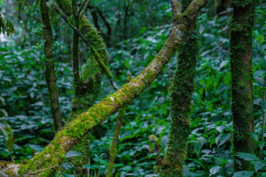 Why Tropical Vines Grow to Monstrous Sizes