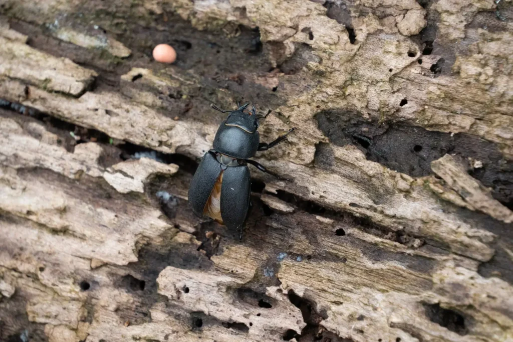 What Lives Under Fallen Rainforest Logs