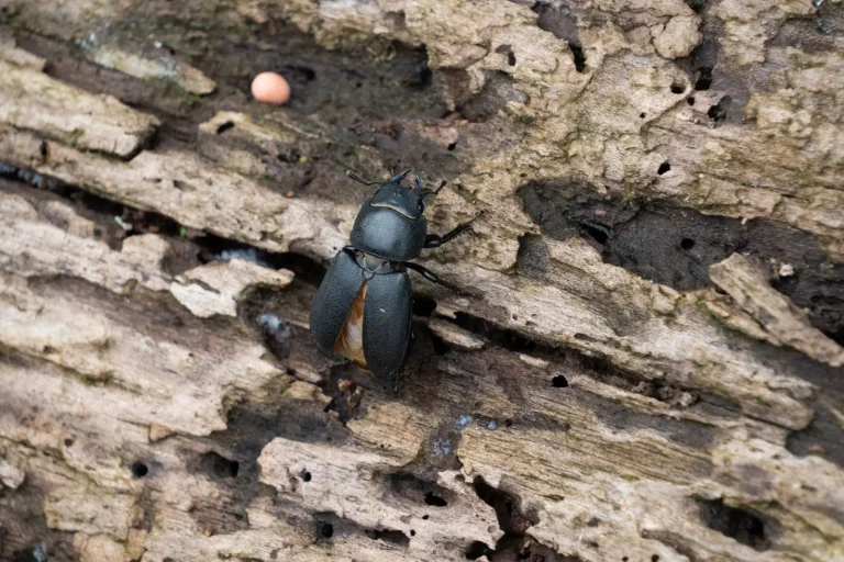 What Lives Under Fallen Rainforest Logs