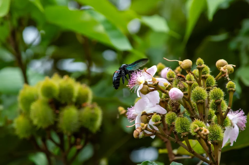 How Rainforest Flowers Signal Pollinators Across the Canopy