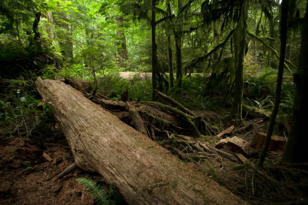 How Rainforest Gaps Drive Forest Renewal
