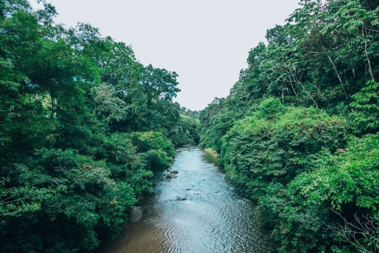 Rainforest Rivers: How Seasons Reshape Flow and Access Rainforest Rivers: How Seasons Reshape Flow and Access