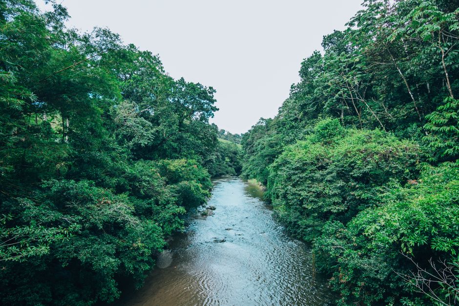 Rainforest Rivers: How Seasons Reshape Flow and Access