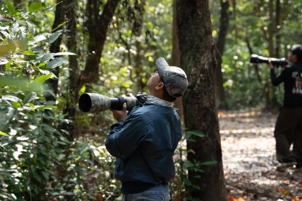 Rainforest Walks That Actually Deliver for Birdwatchers