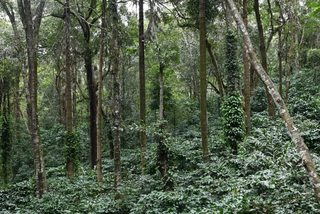 Northern NSW Rainforests: What the Landscape Actually Demands