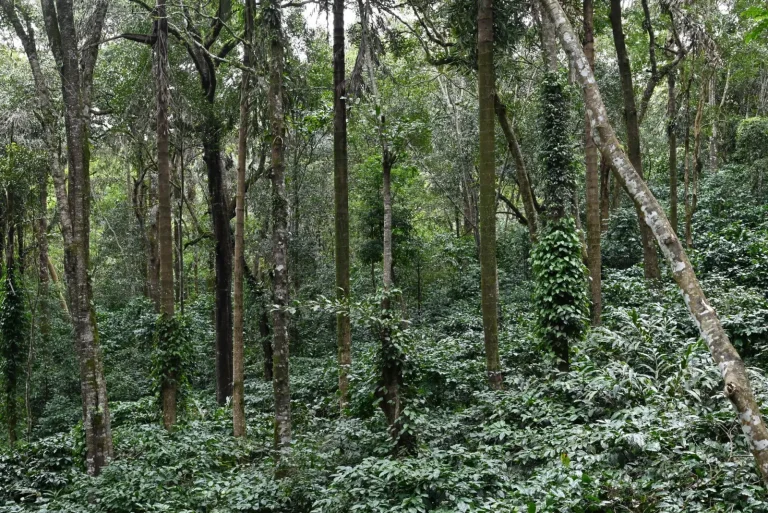 Northern NSW Rainforests: What the Landscape Actually Demands
