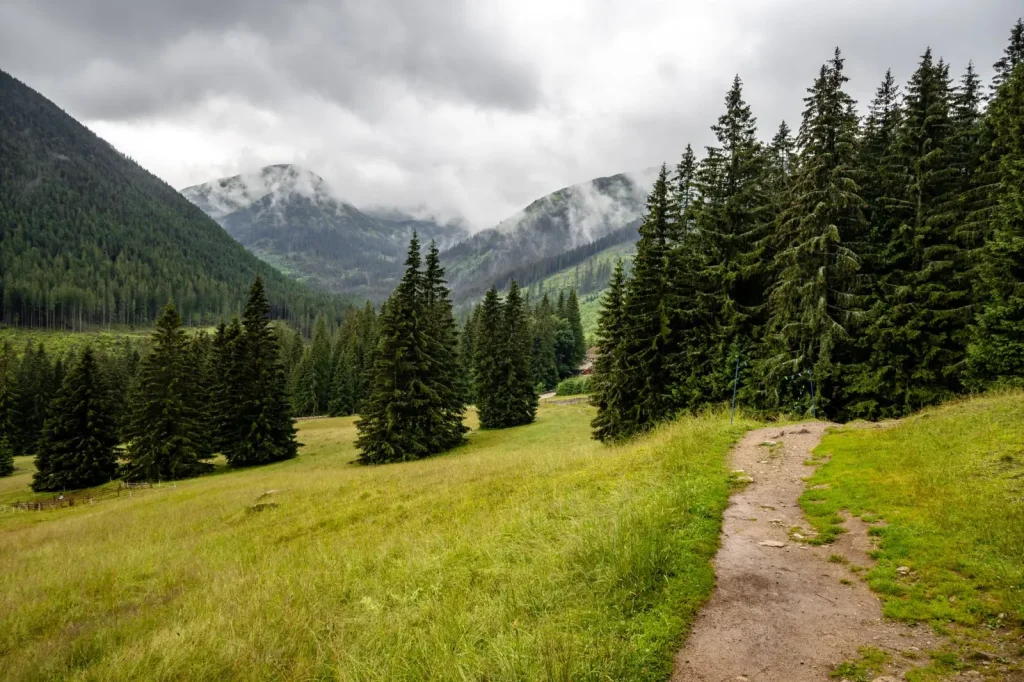 Forest Walking in Barrington Tops: What the Reality Looks Like