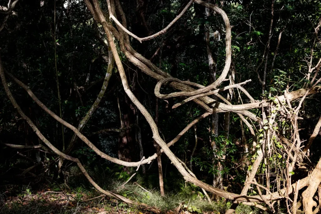 Why Vines Dominate Some Rainforests More Than Others