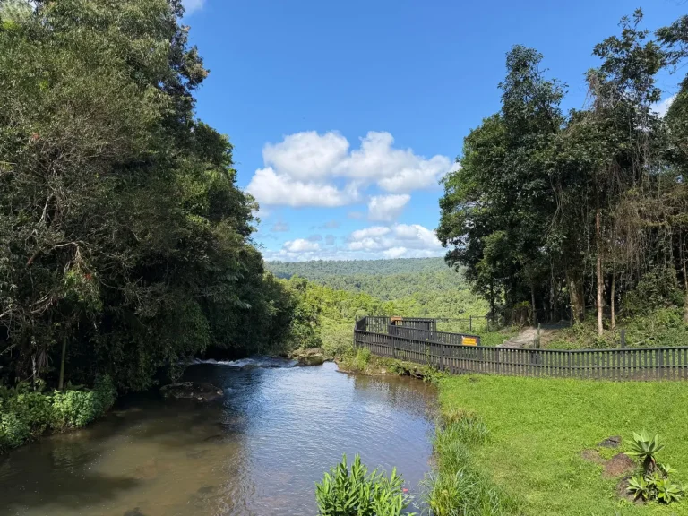 Queensland Rainforest Picnics: Where to Actually Eat Well
