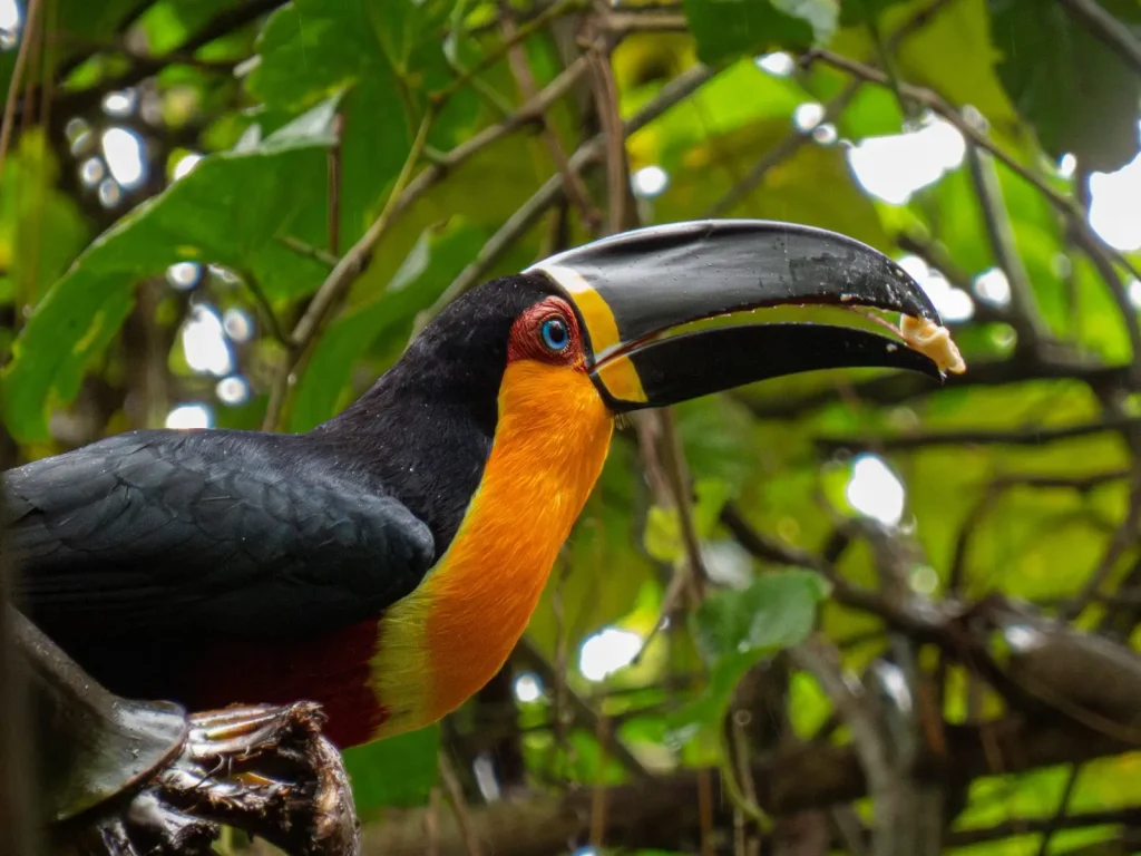 Rainforest Walks That Actually Deliver Wildlife