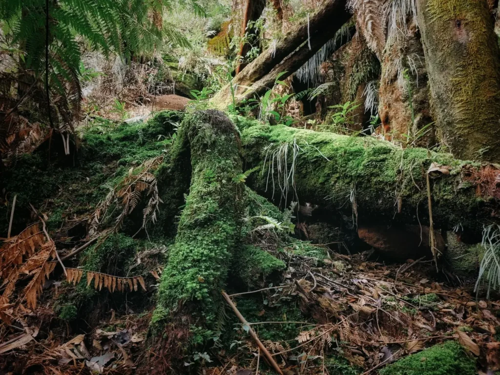 Dead Wood Shapes Rainforest Survival