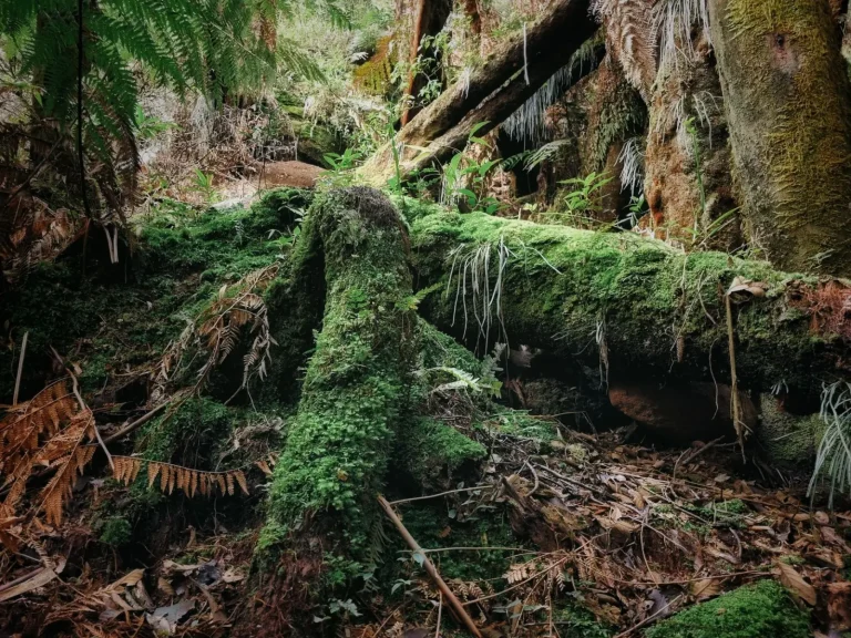 Dead Wood Shapes Rainforest Survival