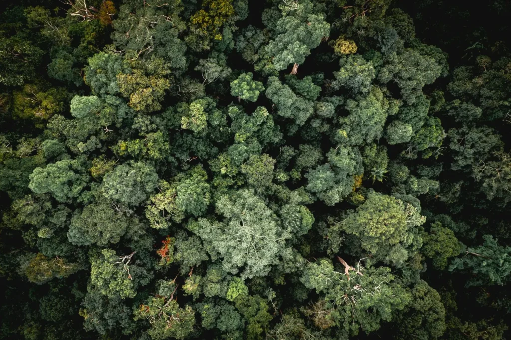 Rainforest Light Competition: Survival in the Shade