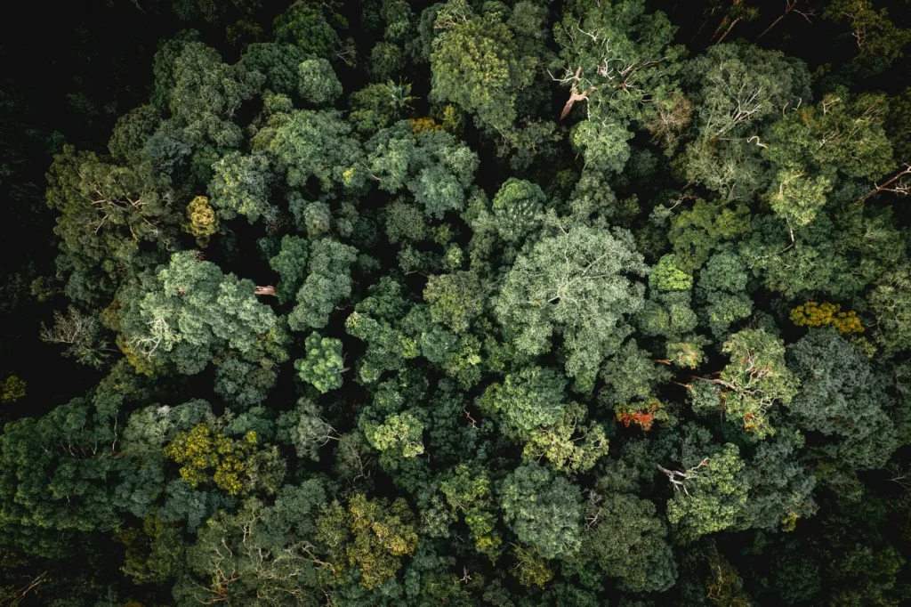 How Australian Rainforests Lock Away Carbon