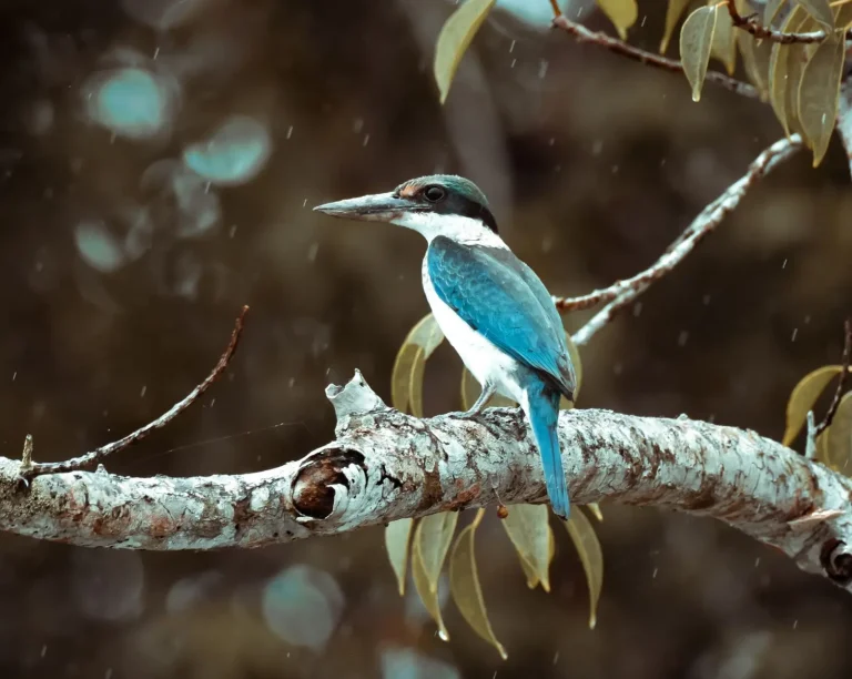Kingfishers of Australia's Rainforests