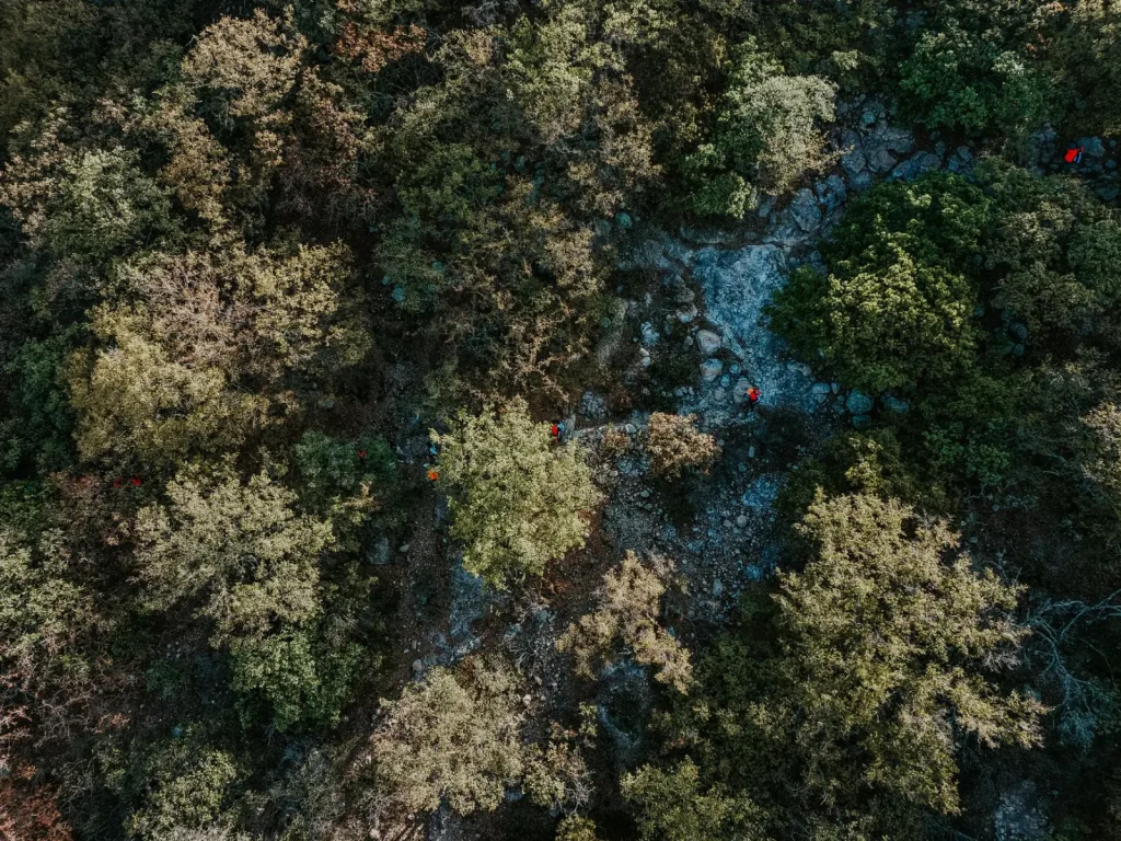 Navigating the McPherson Range Forests