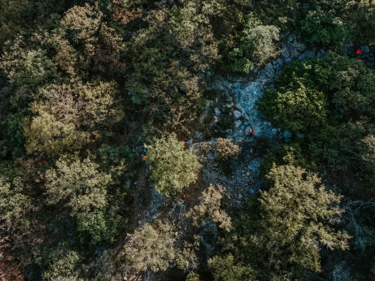 Navigating the McPherson Range Forests
