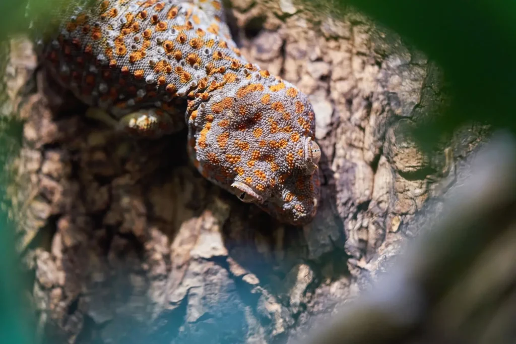 Spotting Australian Rainforest Geckos and Skinks in Their Habitat