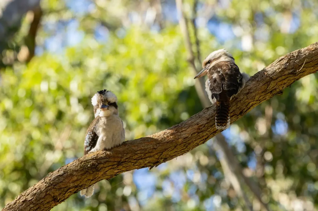Wildlife of the Scenic Rim: What You'll Actually Encounter
