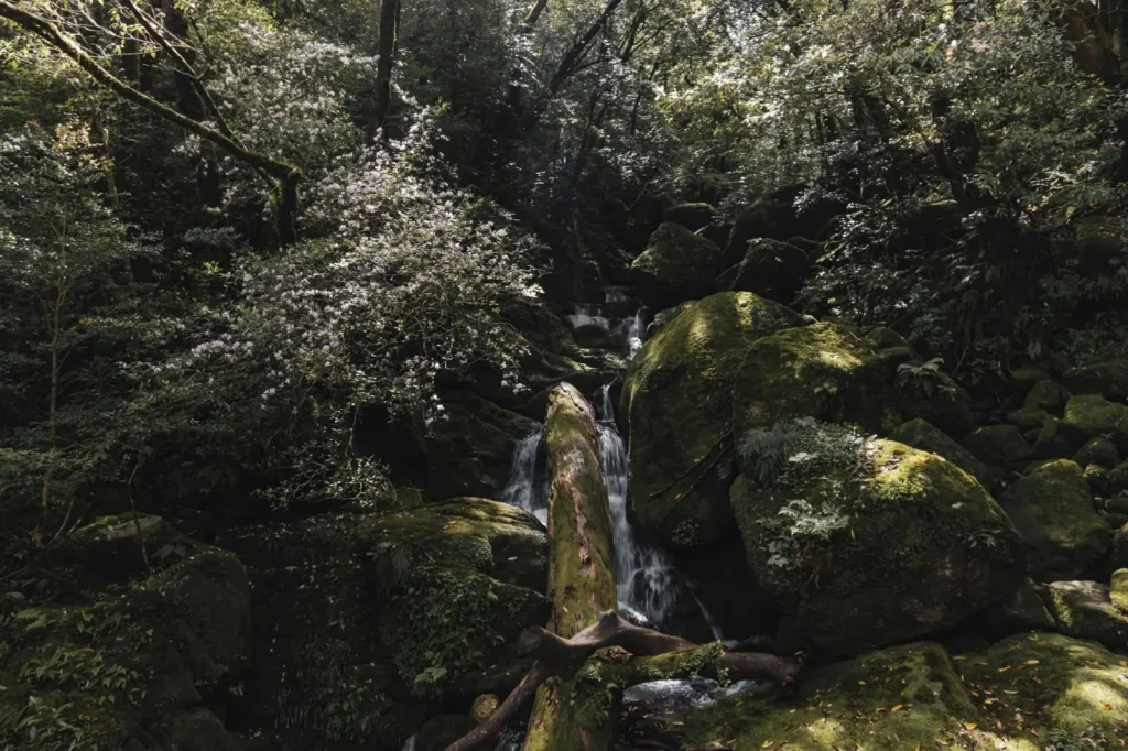 Lamington's Waterfalls: What the Park Actually Delivers