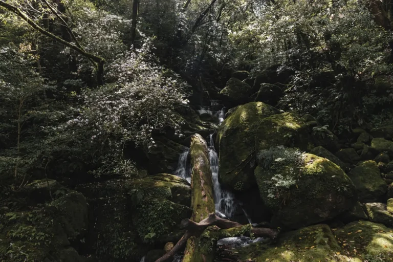 Lamington's Waterfalls: What the Park Actually Delivers