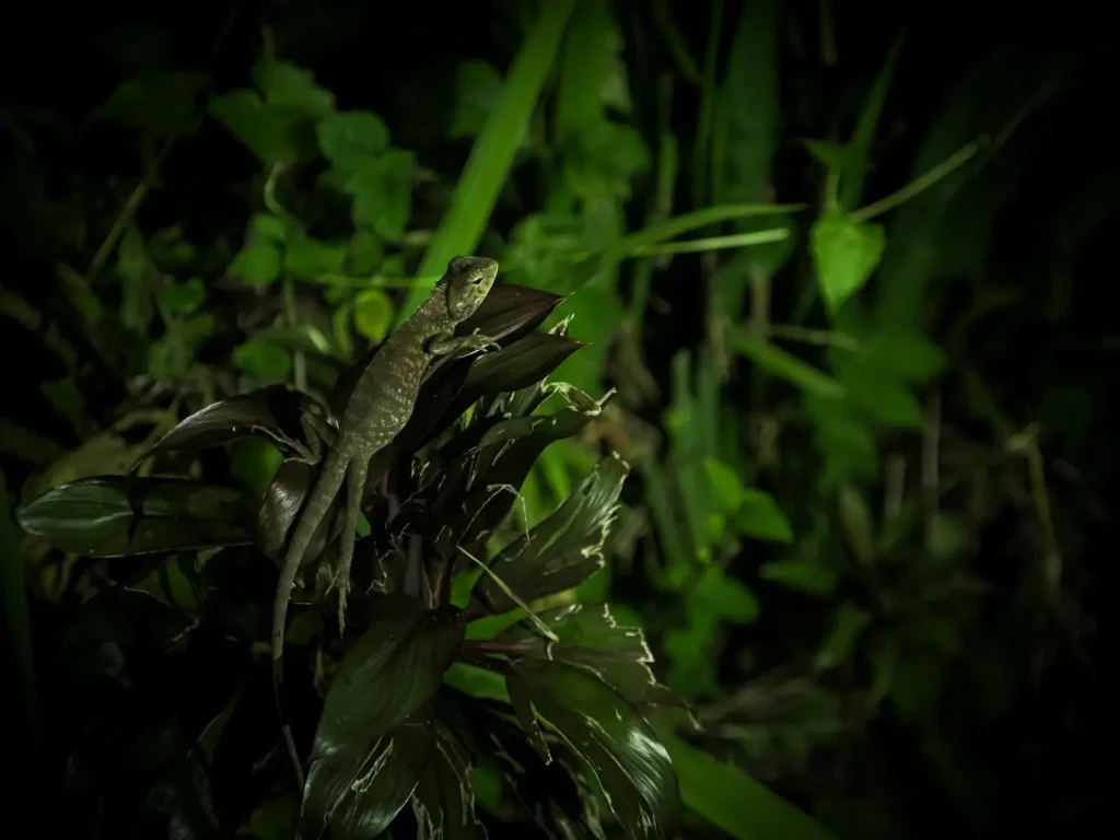 Australian Rainforest Possums and Gliders: What Field Work Reveals