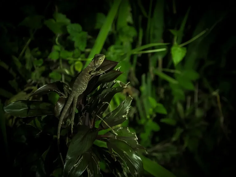 Australian Rainforest Possums and Gliders: What Field Work Reveals Australian Rainforest Possums and Gliders: What Field Work Reveals