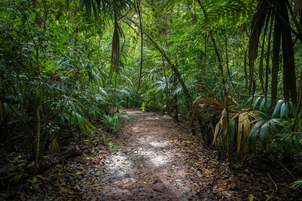 Walking Dorrigo National Park: What the Trails Actually Demand
