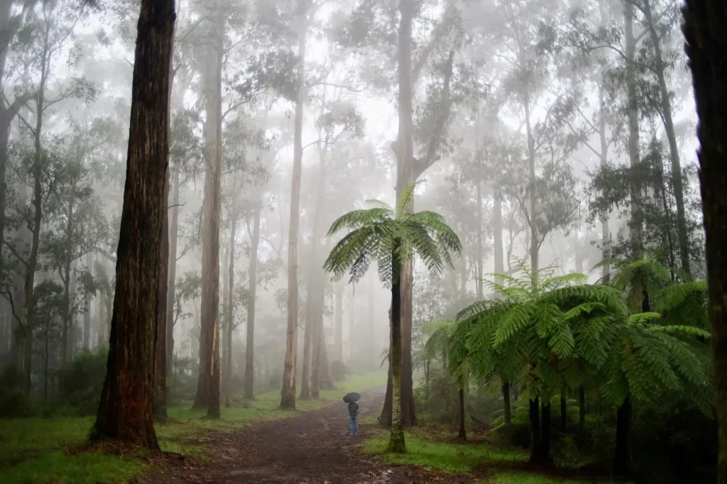 Forest Walking Around Millaa Millaa Falls