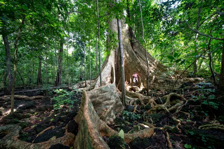 Giant Trees of the Wet Tropics: Scale and Survival