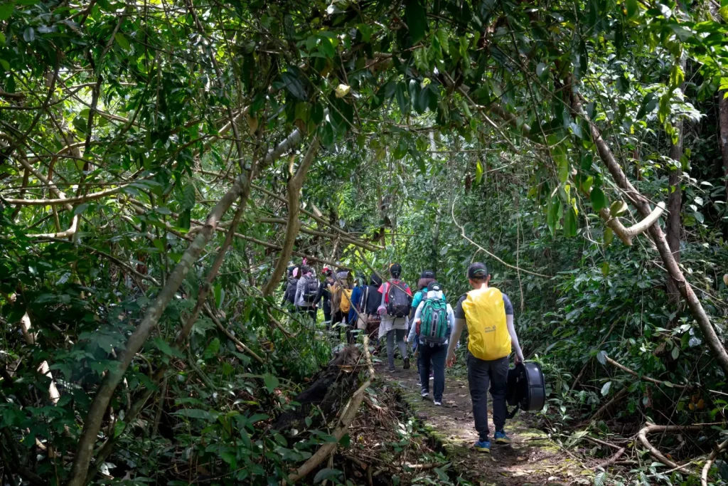 Forest Walking Around Mount Hypipamee