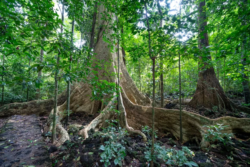 Why Rainforest Trees Develop Buttress Roots