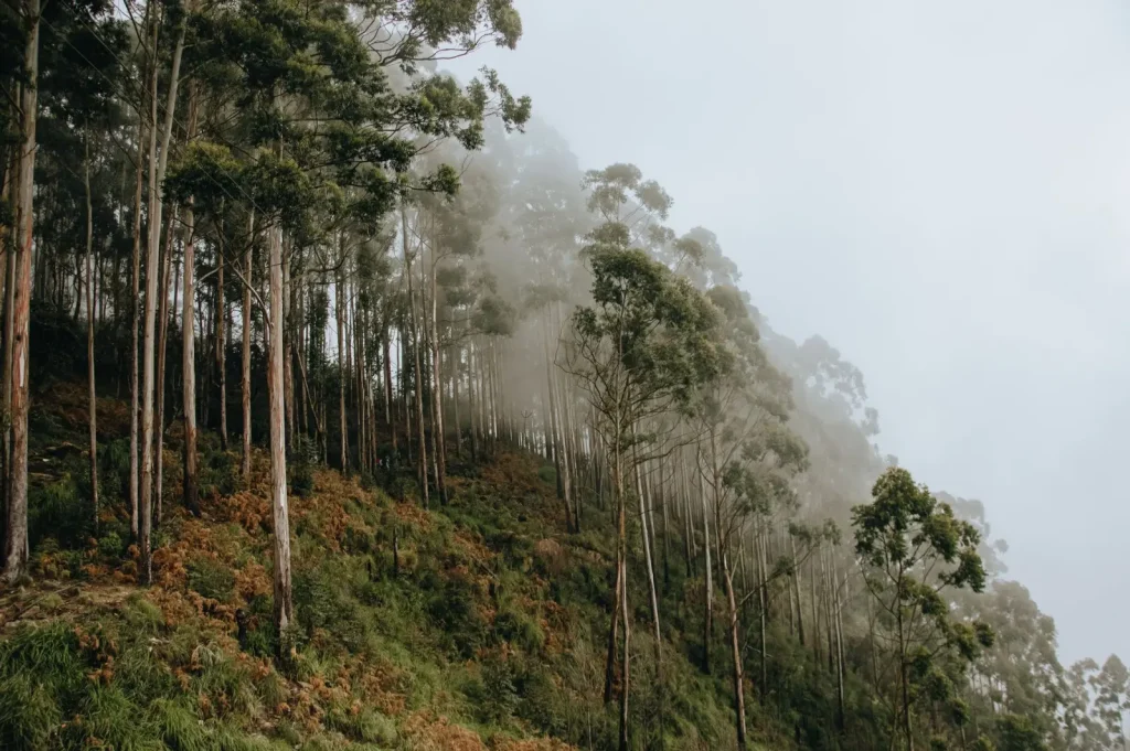 Forest Routes Around Mount Spec: What the Trail Actually Demands