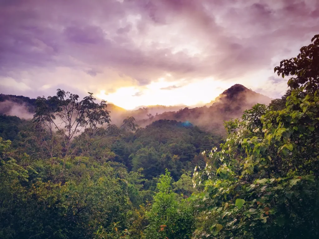 How Elevation Reshapes Rainforest Structure and Species