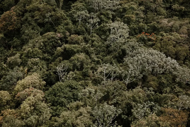 Weekend Rainforest Trips That Actually Work Weekend Rainforest Trips That Actually Work