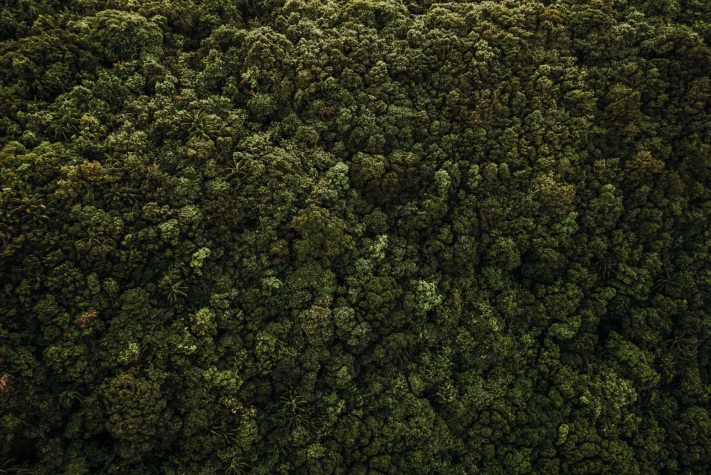 How Rainforests Engineer Their Own Weather