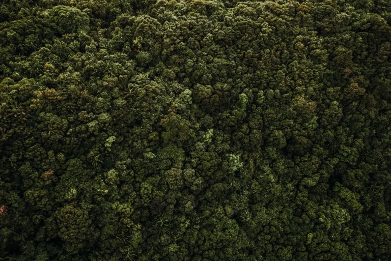 How Rainforests Engineer Their Own Weather
