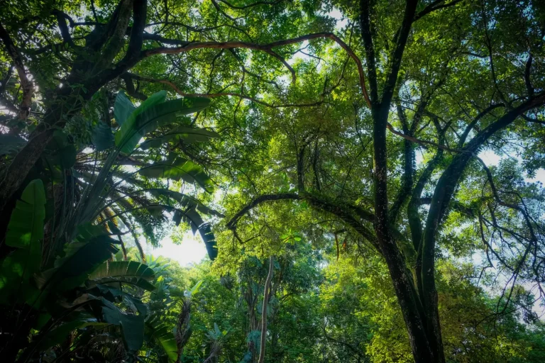 How Rainforests Rebuild After Disturbance How Rainforests Rebuild After Disturbance
