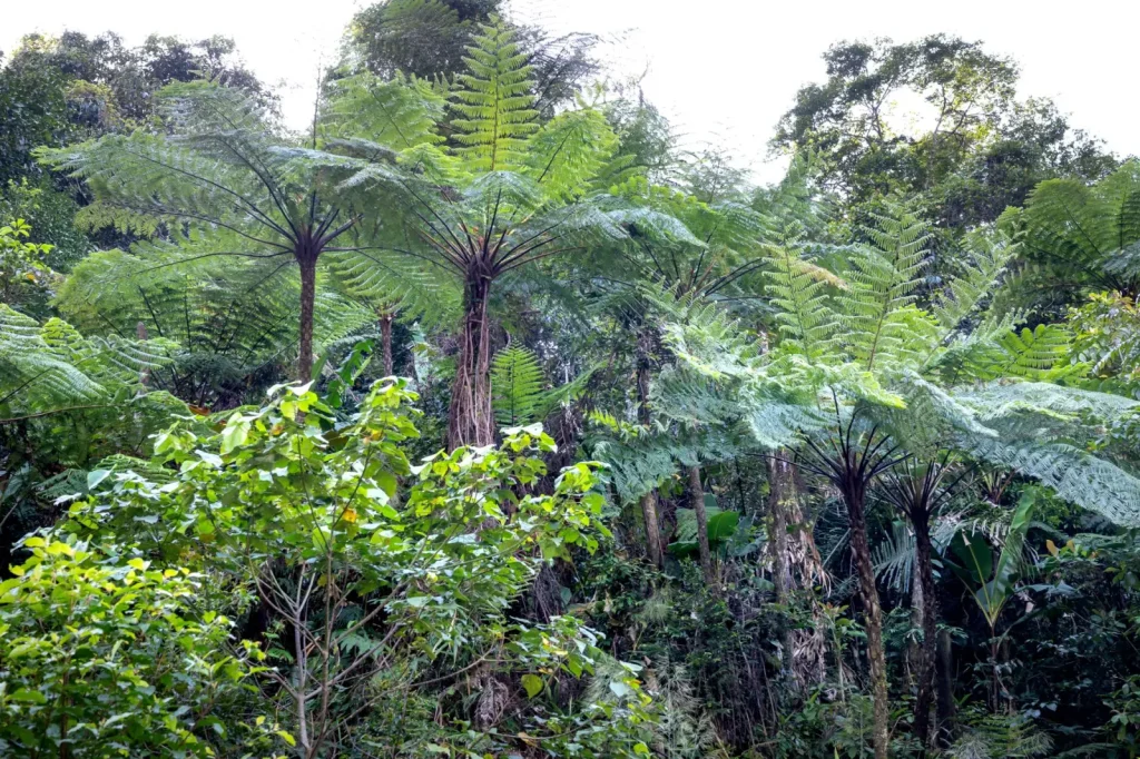Giant Ferns of Australian Rainforests