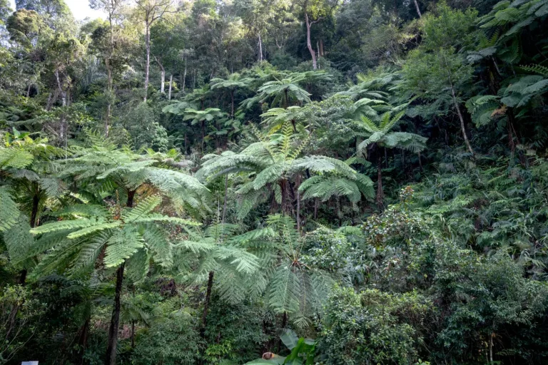 Rainforest Travel Along the Great Dividing Range Rainforest Travel Along the Great Dividing Range