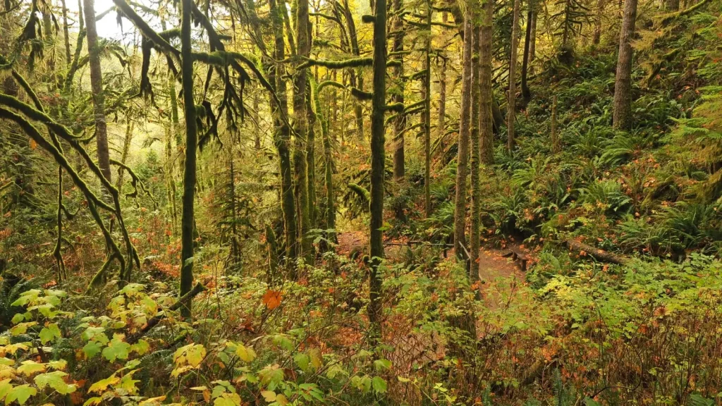 What to Expect Walking Davies Creek's Forest Trails