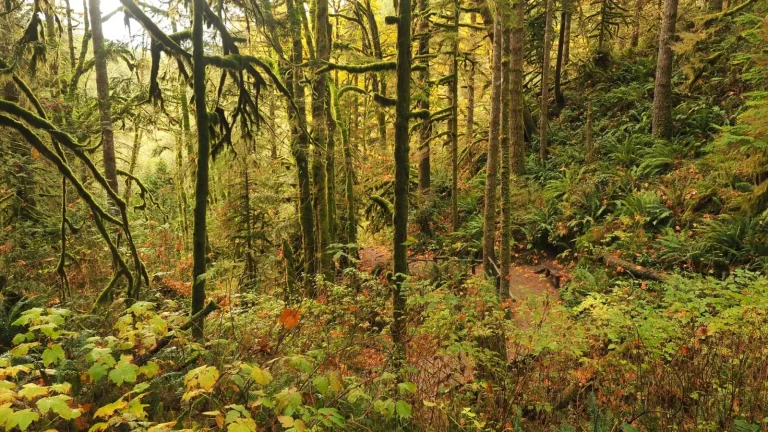 What to Expect Walking Davies Creek's Forest Trails
