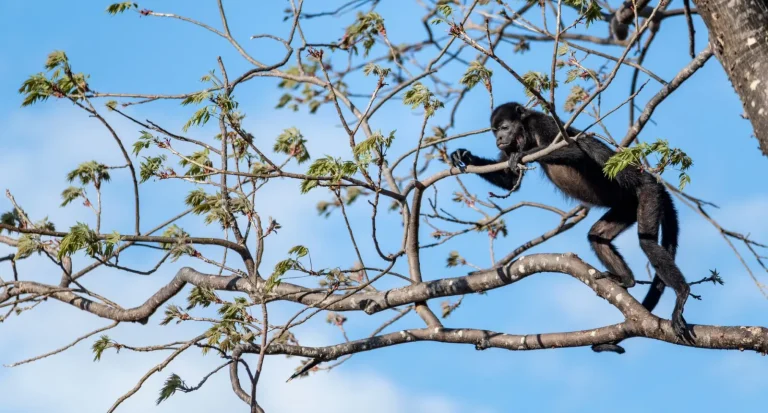 How Rainforest Animals Navigate the Canopy How Rainforest Animals Navigate the Canopy