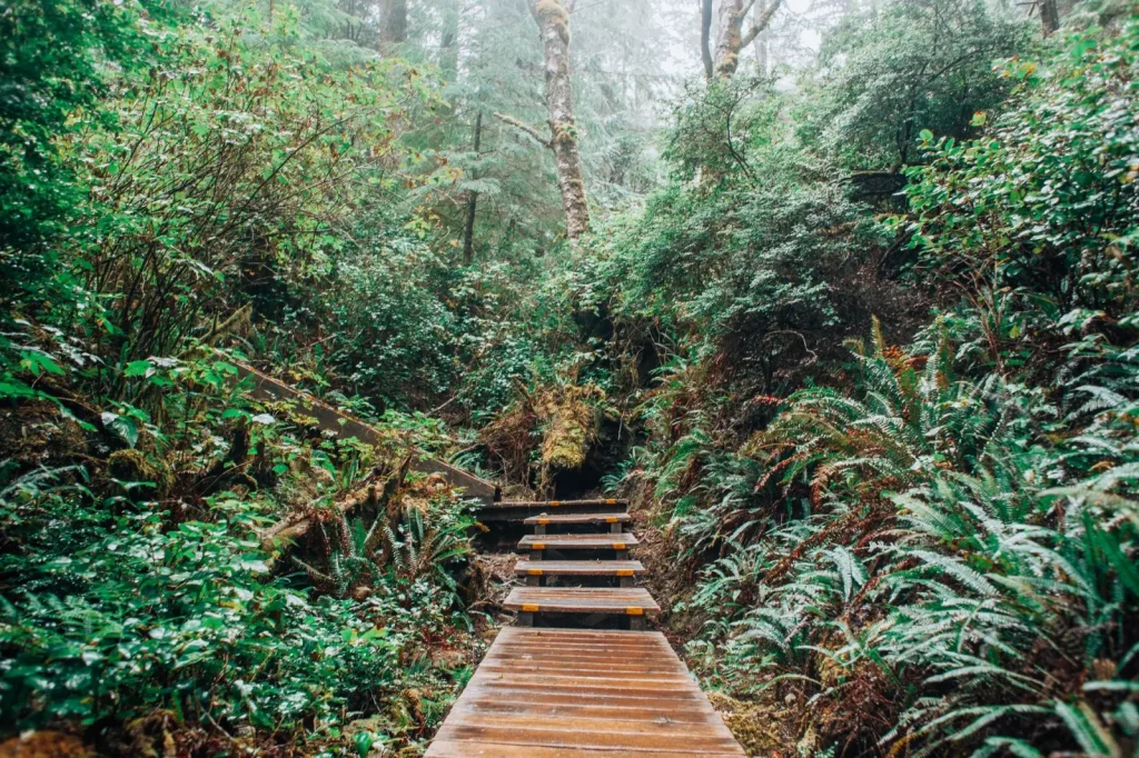 Walking Kondalilla's Forest: What the Trail Actually Demands