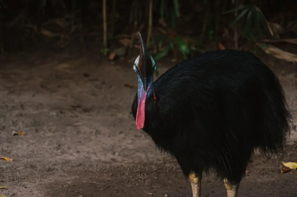 Wildlife Corridors of Tropical North Queensland