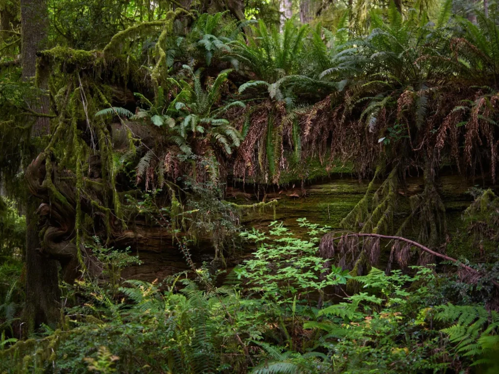 Walking the Otway Ranges: What the Forest Actually Demands