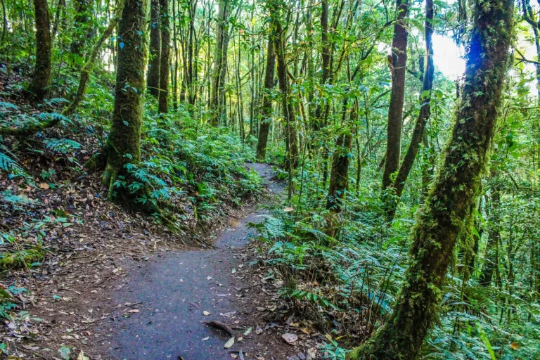 Lake Barrine's Rainforest: What Actually Happens on the Walk Lake Barrine's Rainforest: What Actually Happens on the Walk