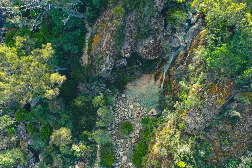 Rainforest Walks Within an Hour of Sydney